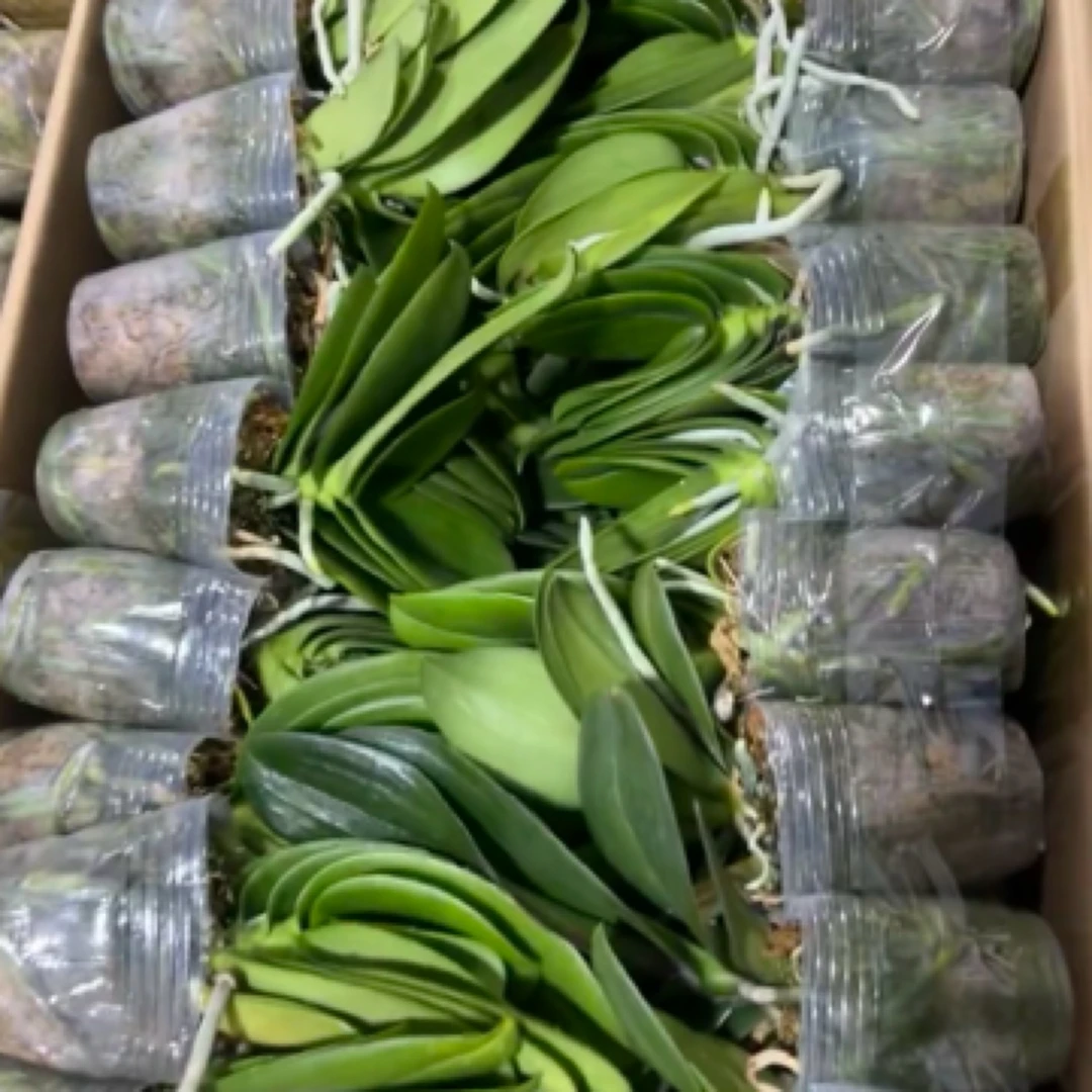 蝴蝶兰石斛兰花后苗什么品种颜色都有不备注少量叶损不售后