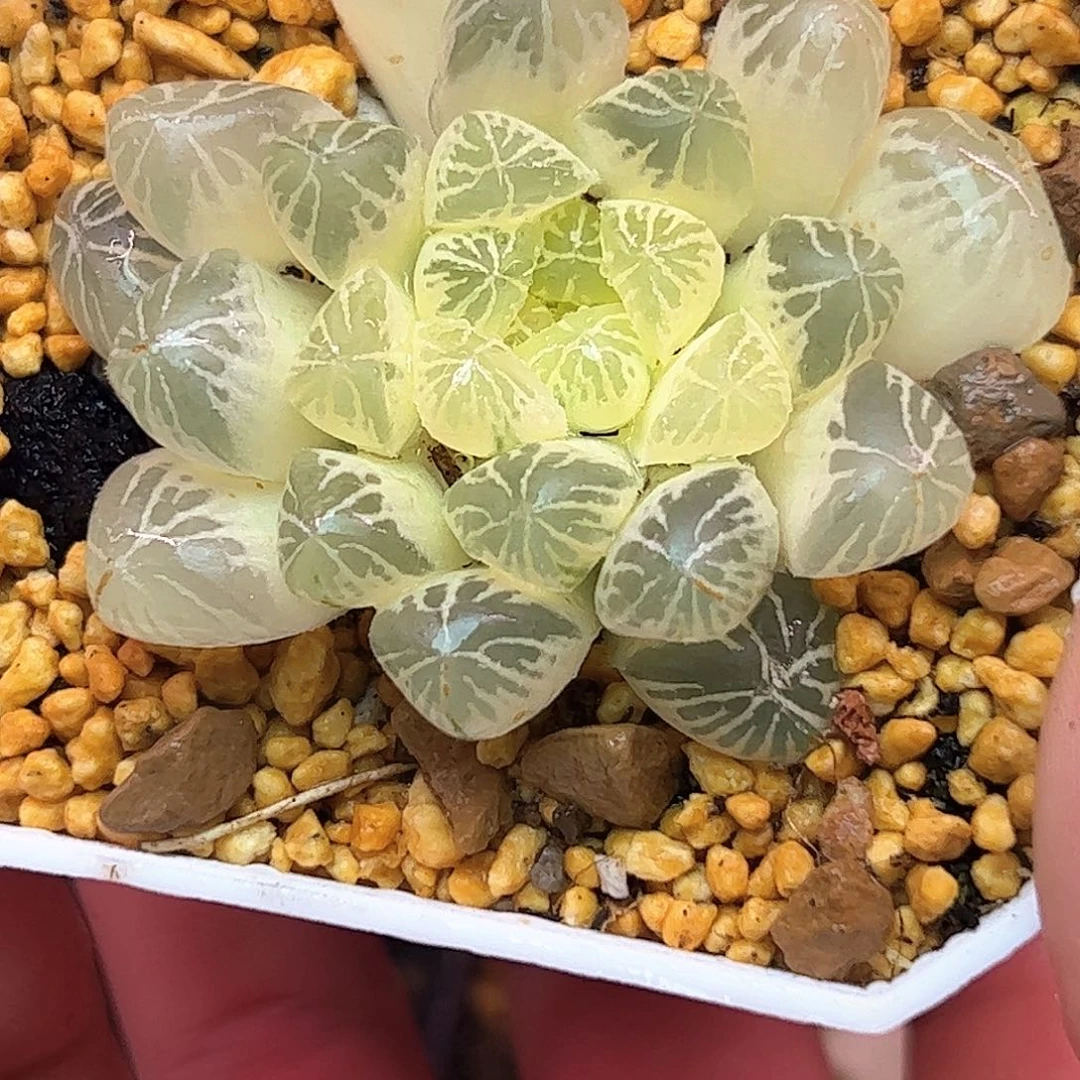 糊斑塑料皮母本六公分