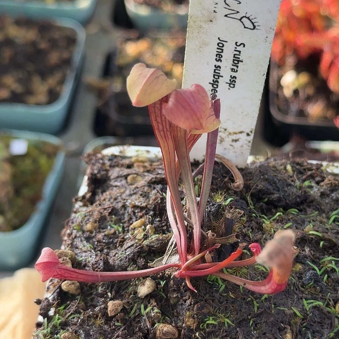 完全开放琼斯瓶子草