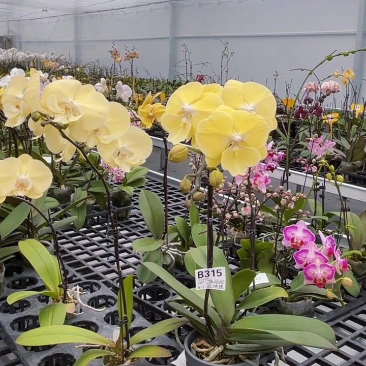 少量花朵（建议范围：2朵-5朵 或40%以下）