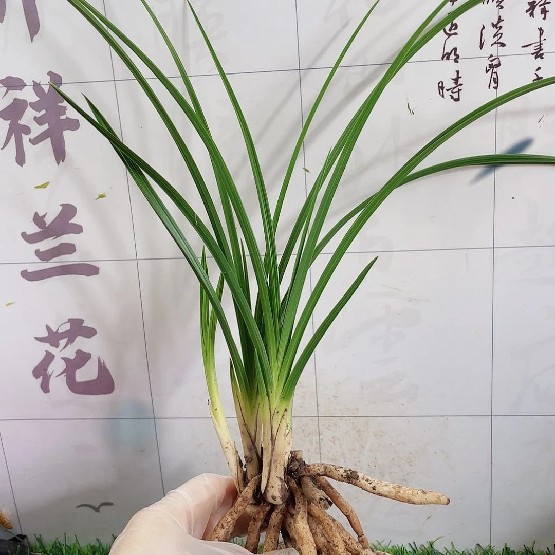 墨***香完全开放兰花兰花