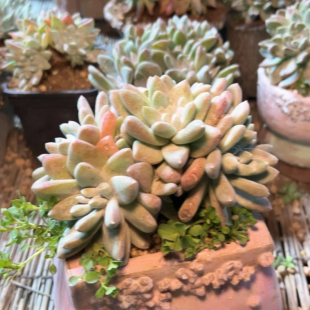 8949刘丹拇指仙女杯多肉