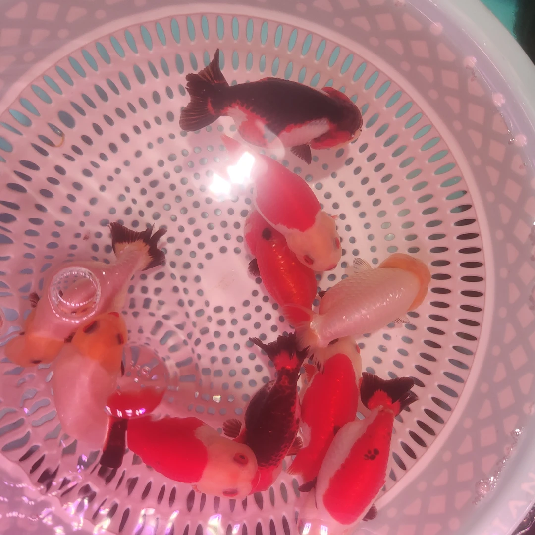 兰寿金鱼  精品金鱼购买入口