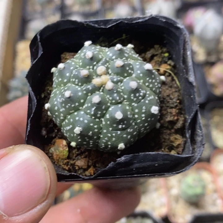 实生龟甲兜特价福利