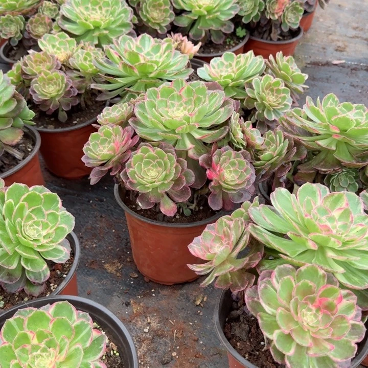 万花筒5.5元啊啊啊啊