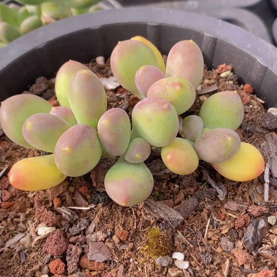 芒果奶6cm多肉植物