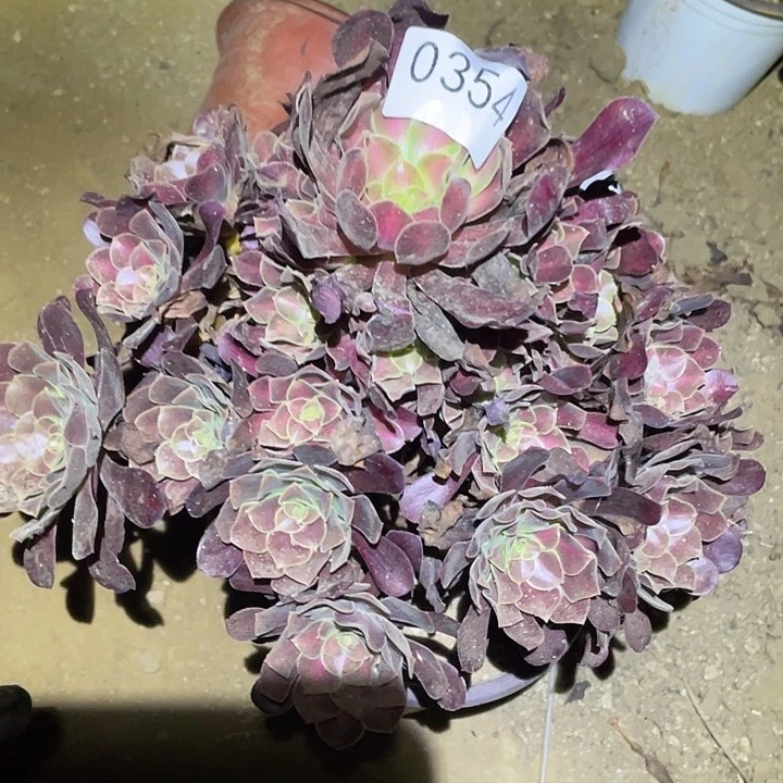 多肉植物法师354花呐