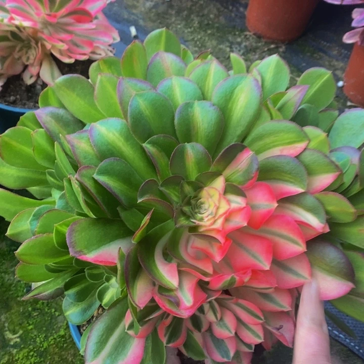 花脸多肉1颗1颗多肉