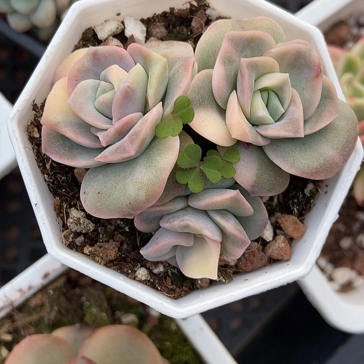 多肉植物可爱玫瑰锦7022