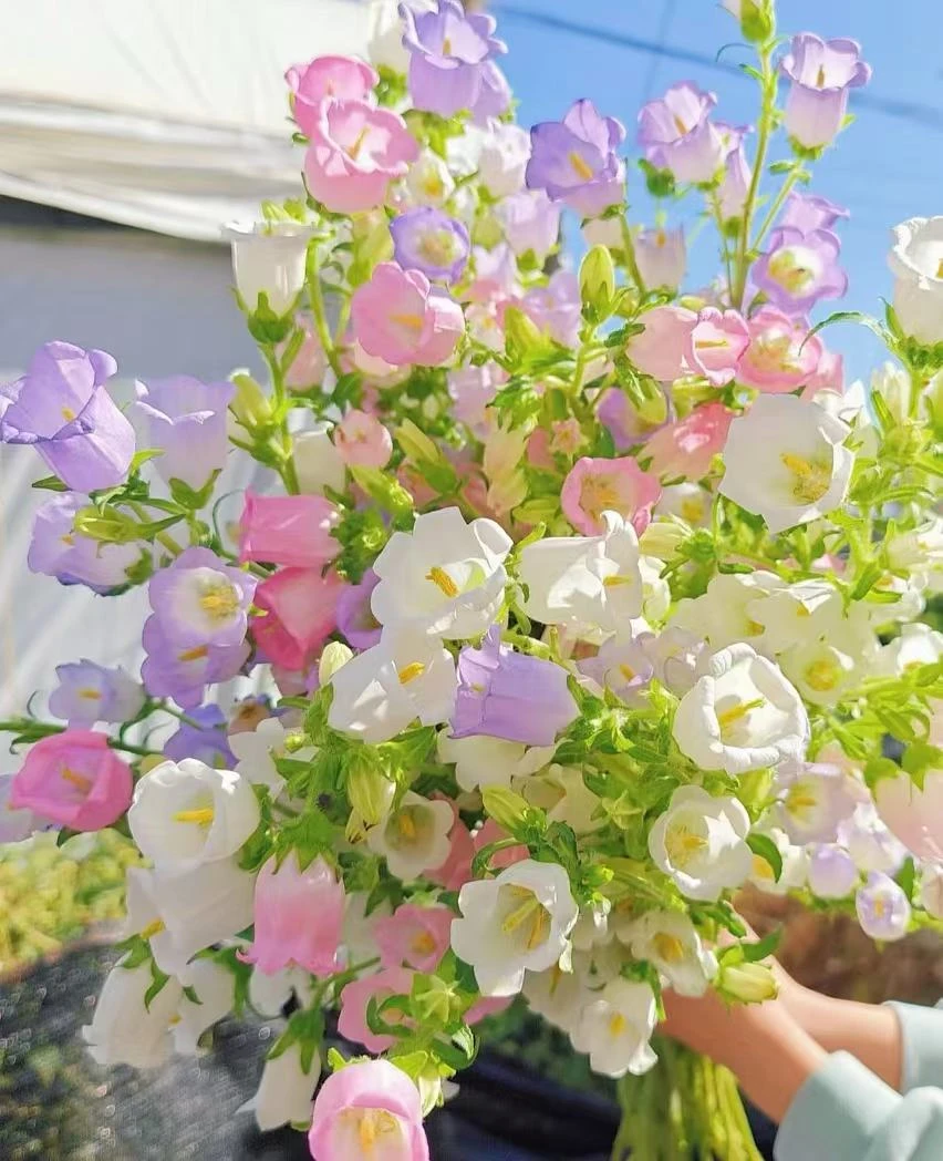 风铃花云南鲜花-任意2单顺丰包邮