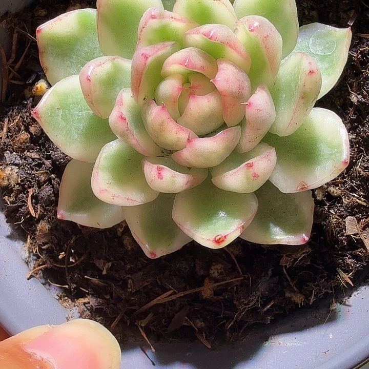 阿斯那锦多肉植物