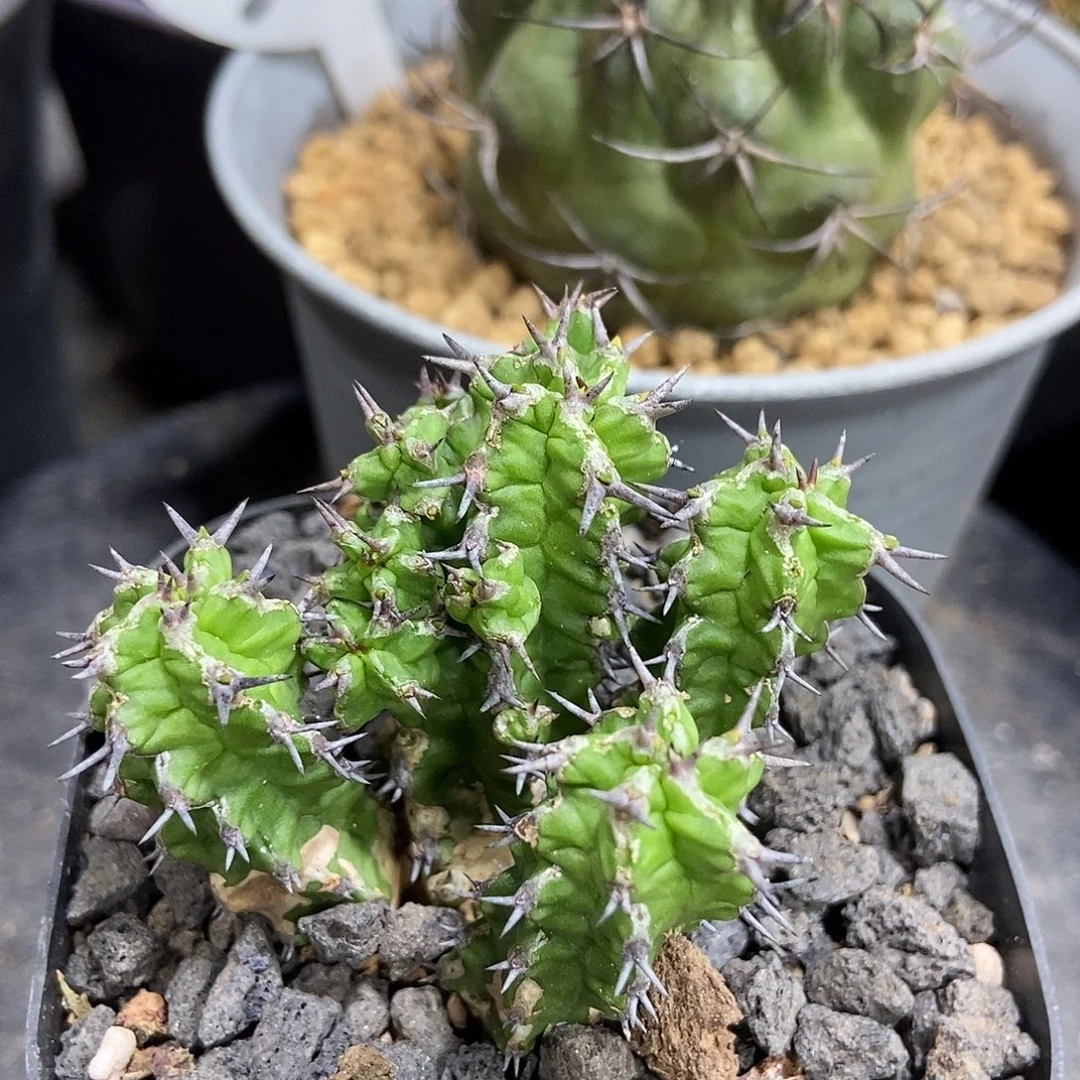 宝藏麒麟群仙人球