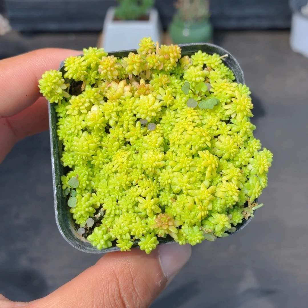 黄金草多肉9.9包邮发货