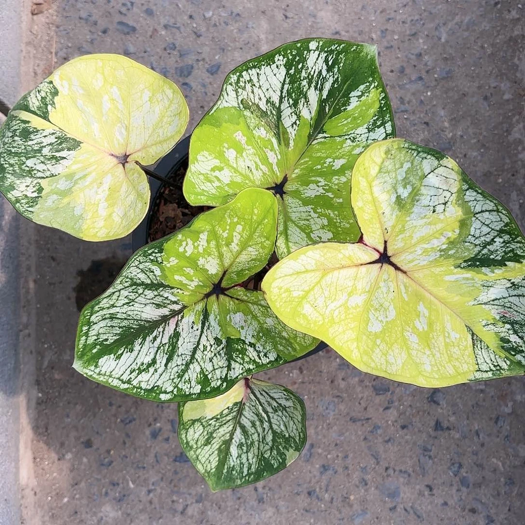 586-0118彩叶芋泰国发货多肉