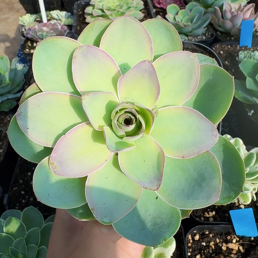 京***水黄金帕尔马生长期一物一拍群生