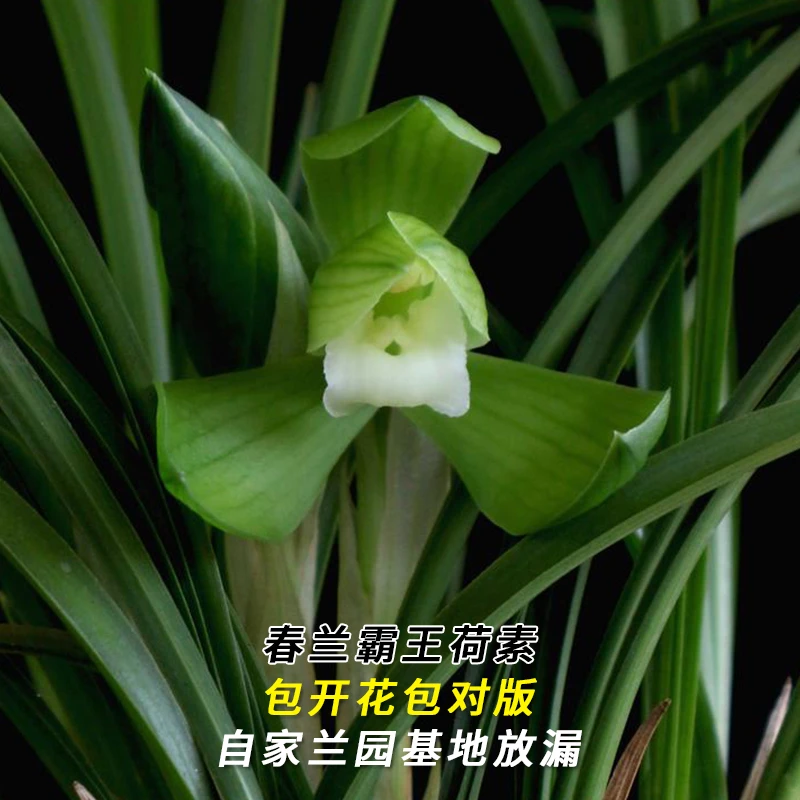 春兰名品【霸王荷素】终身包对版 假一赔十放心购买 当年开花