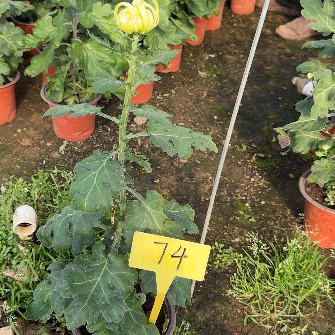 管***y大部分花苞少量开放74左妃