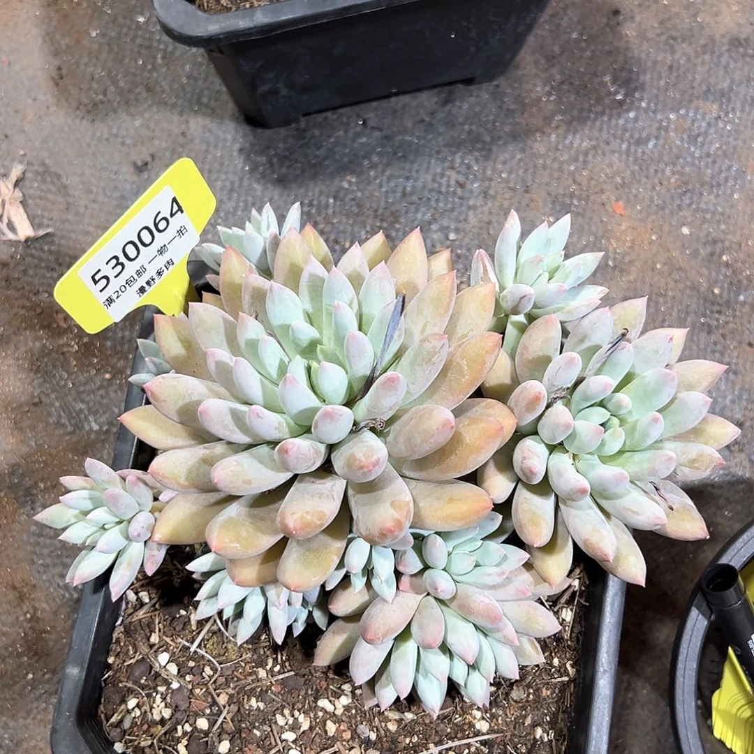 530064 所罗门群生无砍需要发冷链