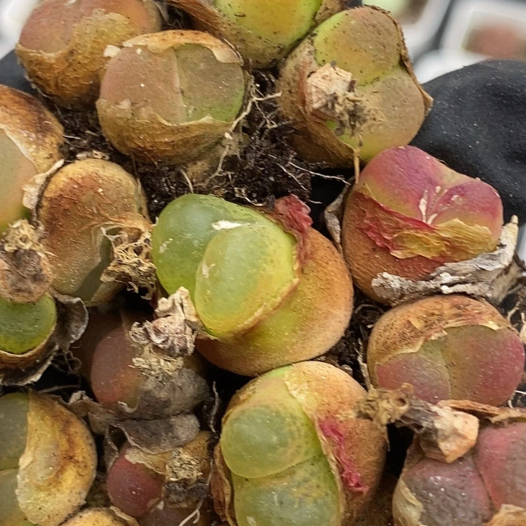 桃喜花园0613-78漏