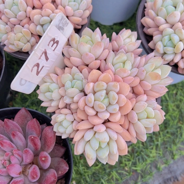 健健康康平平安安