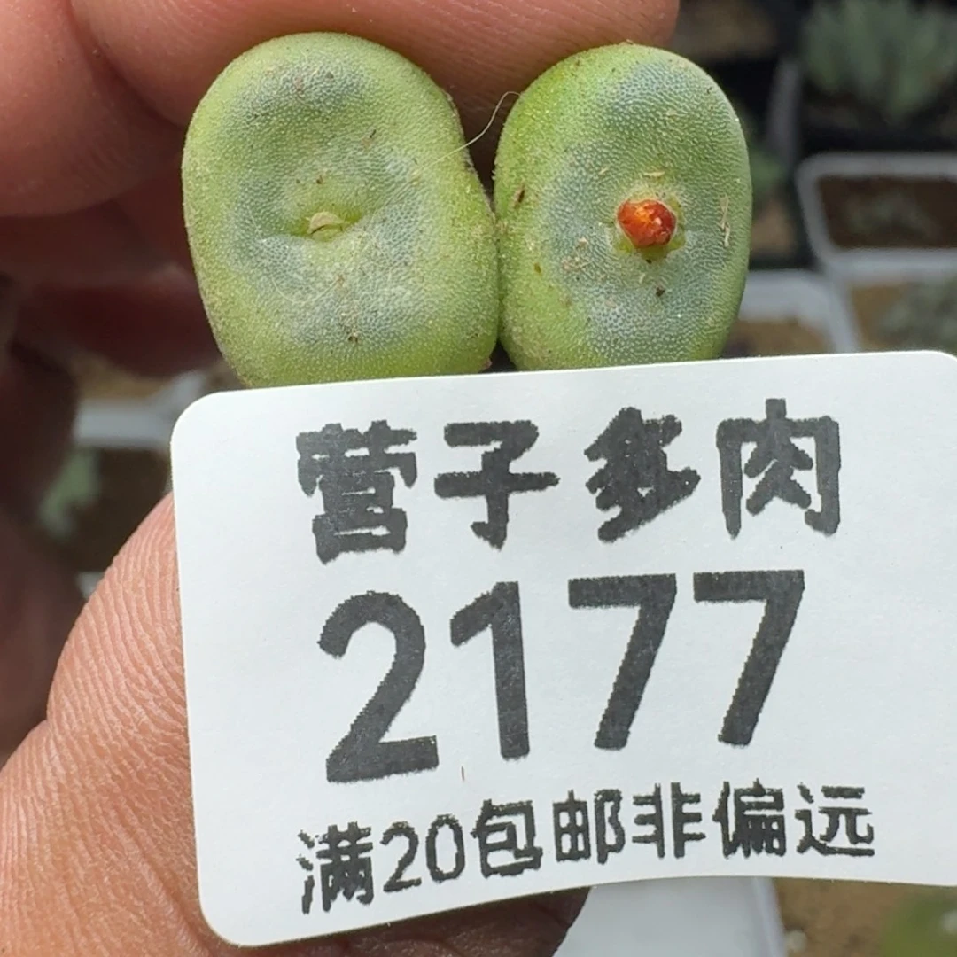 水晶鞋两颗sH1212。