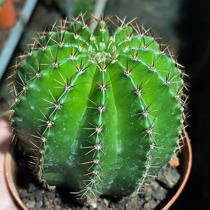 实生彩草带盆土发货