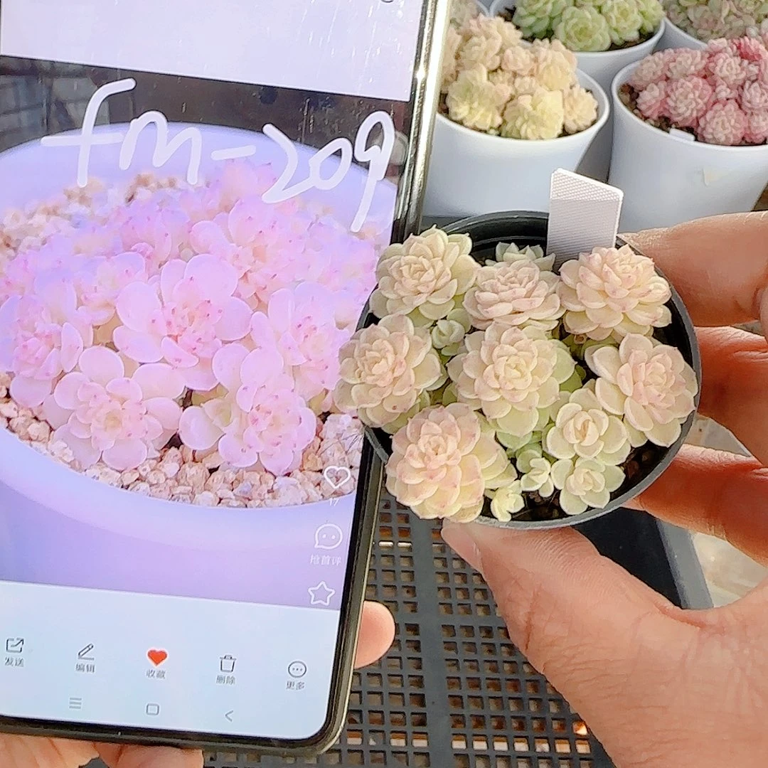 咪***1211-119（fm-209）优选