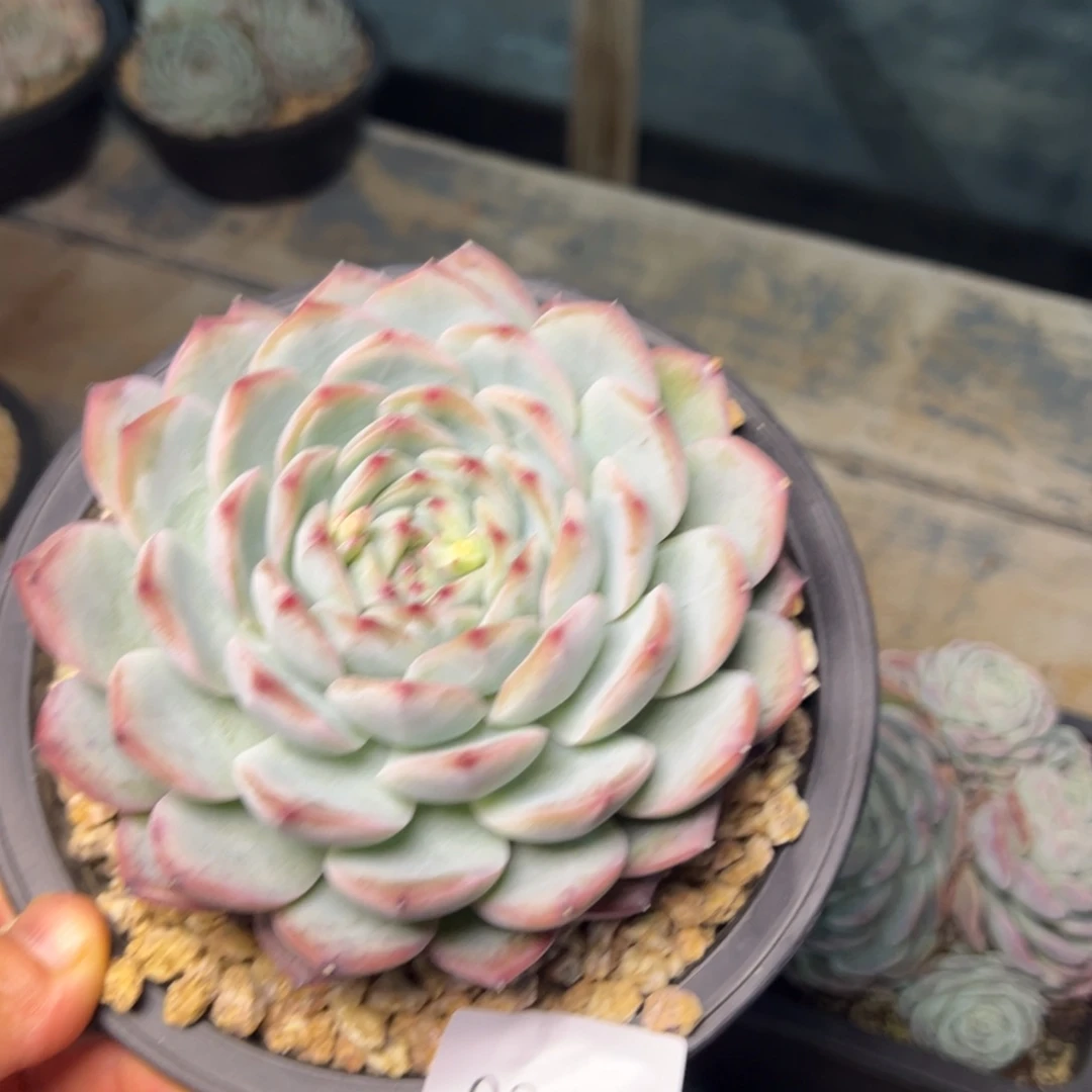 可***头0346肉多么多多哦