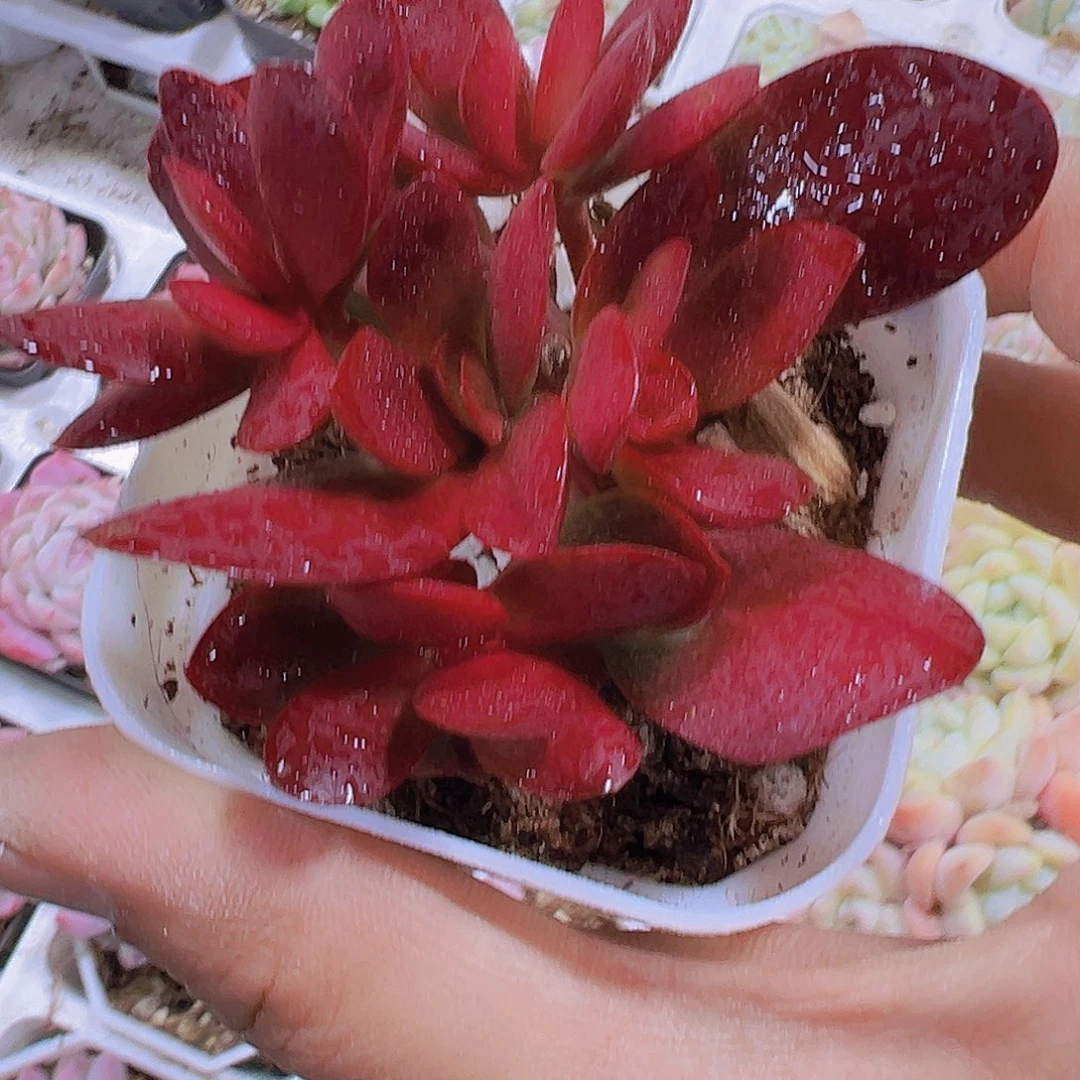 紫蝶19包邮多肉植物