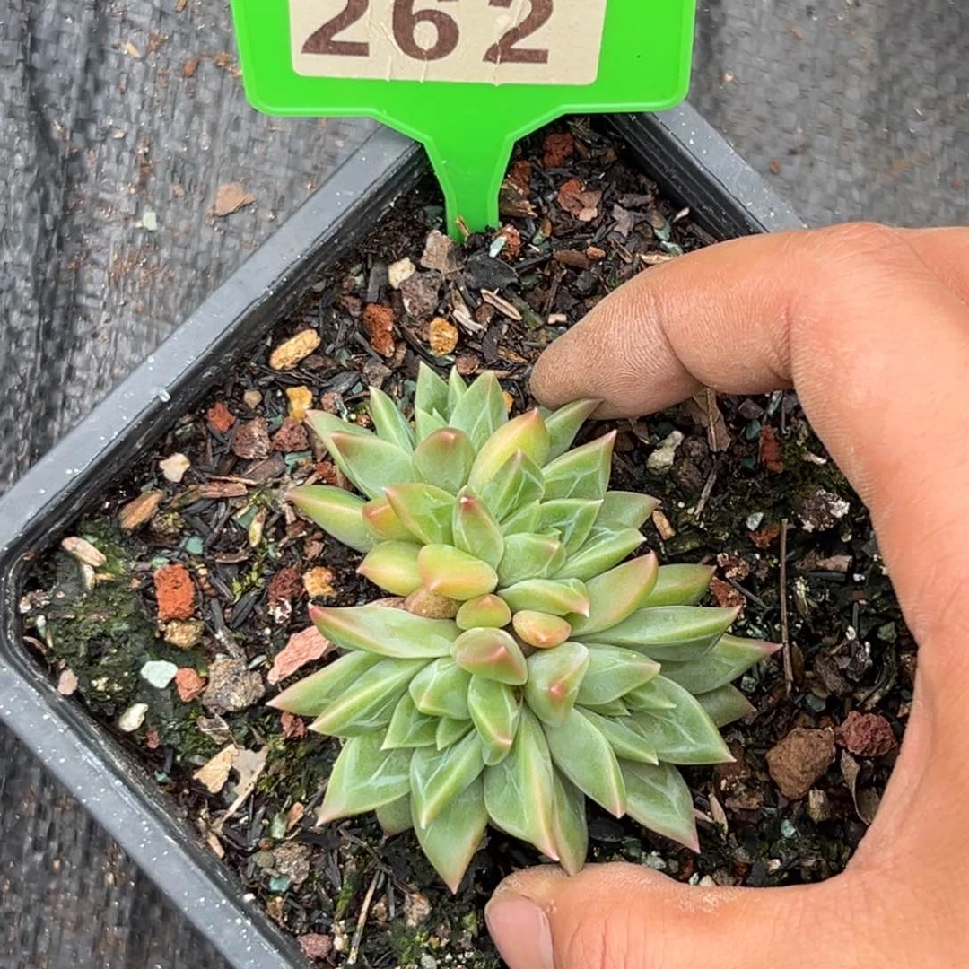 多肉植物绿泡泡262