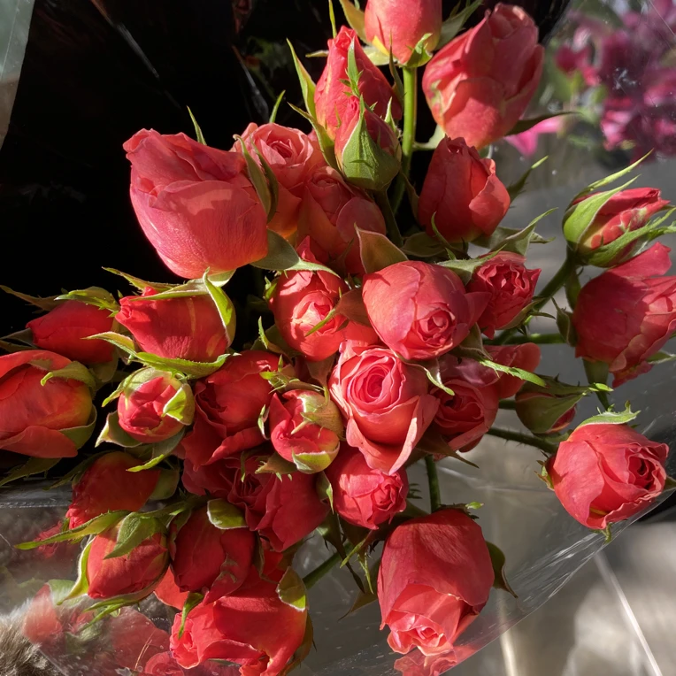 【10枝多头日玫】全场任意两单顺丰冷链包邮，一单需补邮费！