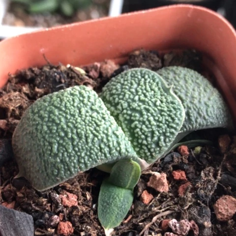特大优蜗牛带盆发货哈哈哈哈
