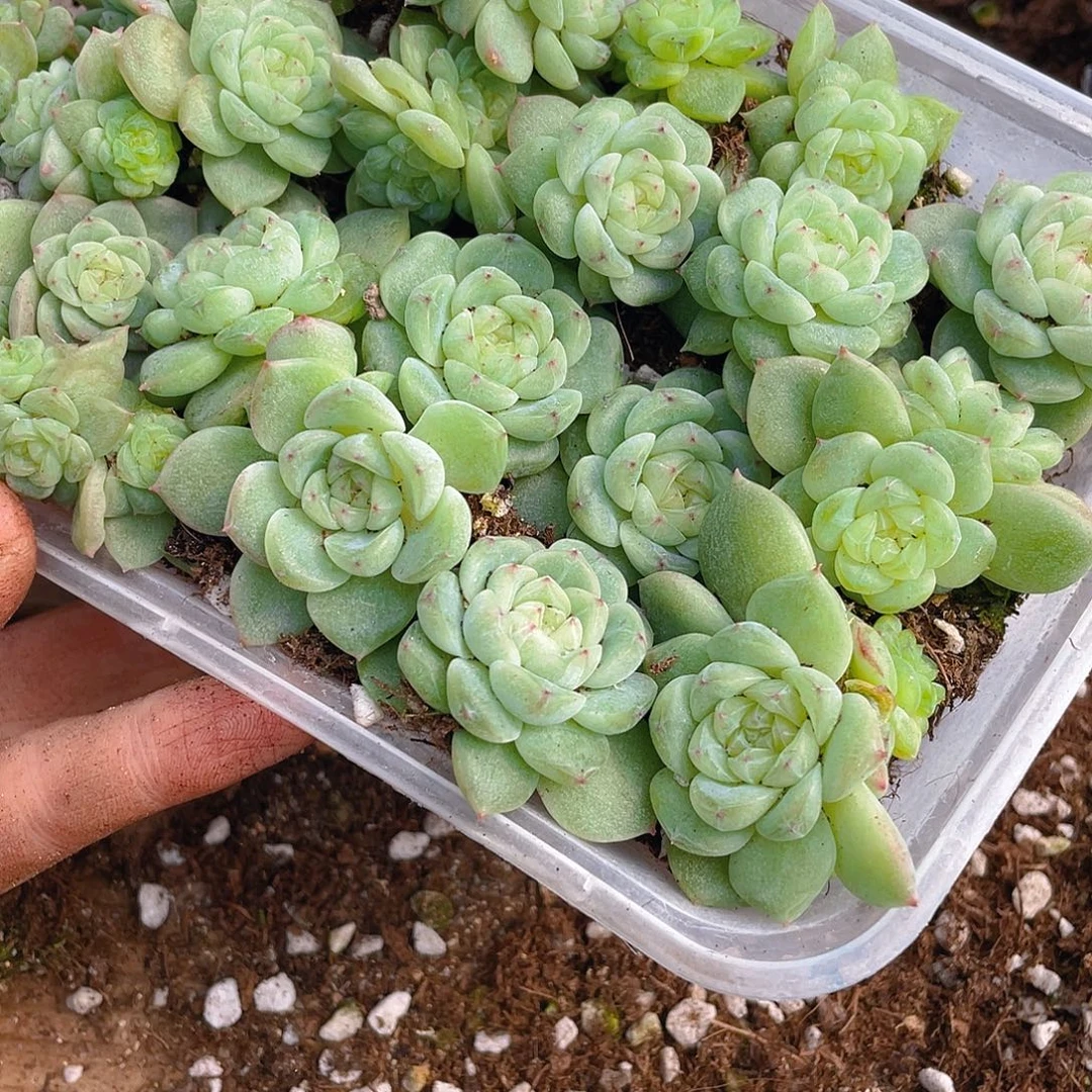 *****多肉植物多肉植物290