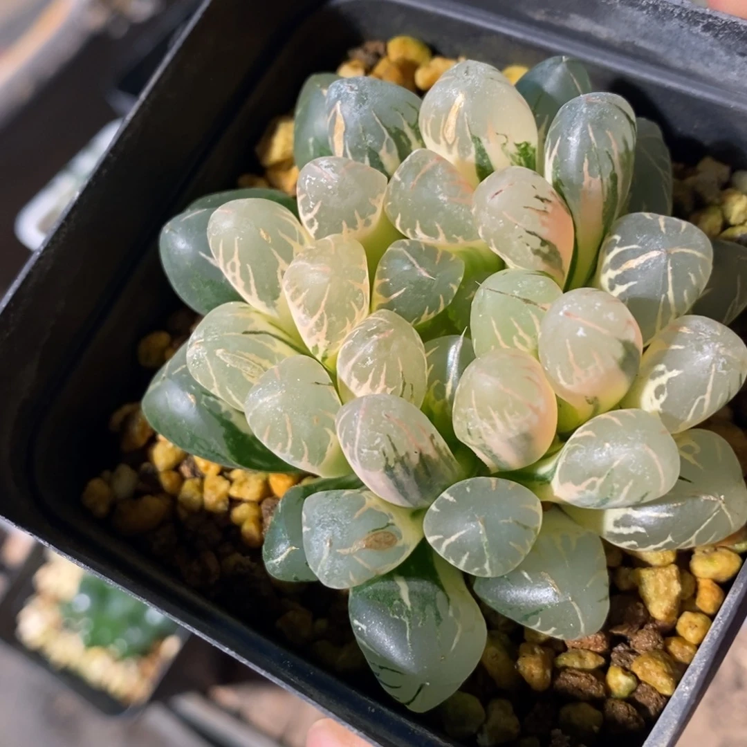 一颗实生糊斑玉露锦 特价