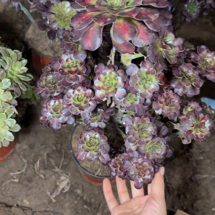 25301南晚霞多肉植物