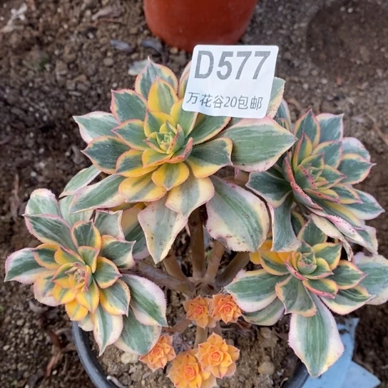 577灿烂多肉植物