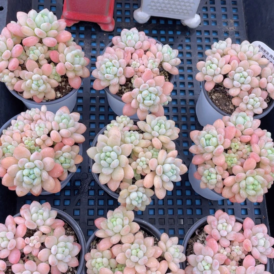 量拍11号鱼子酱手捧老桩大群生一个