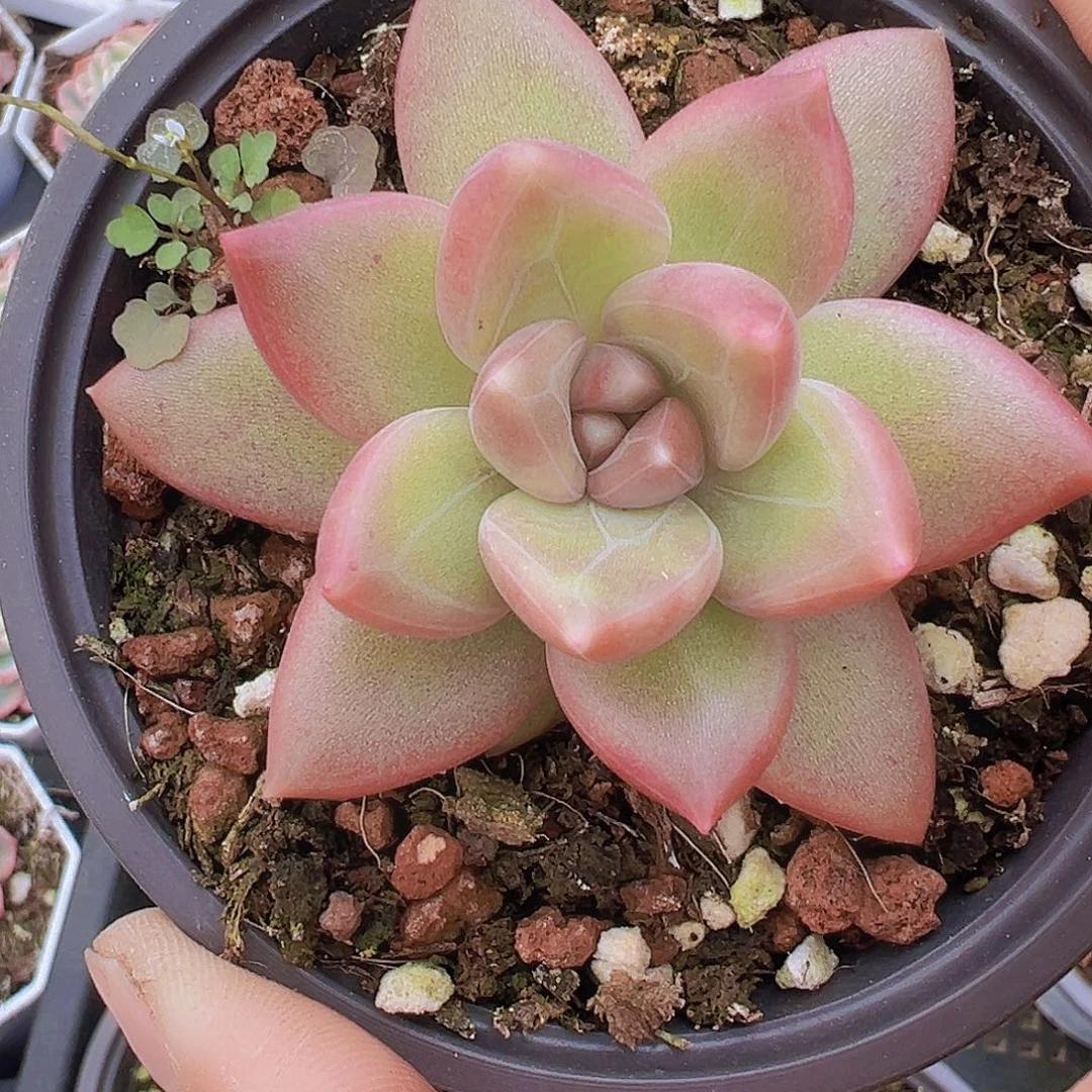 单头迷雾泡泡19包邮多肉