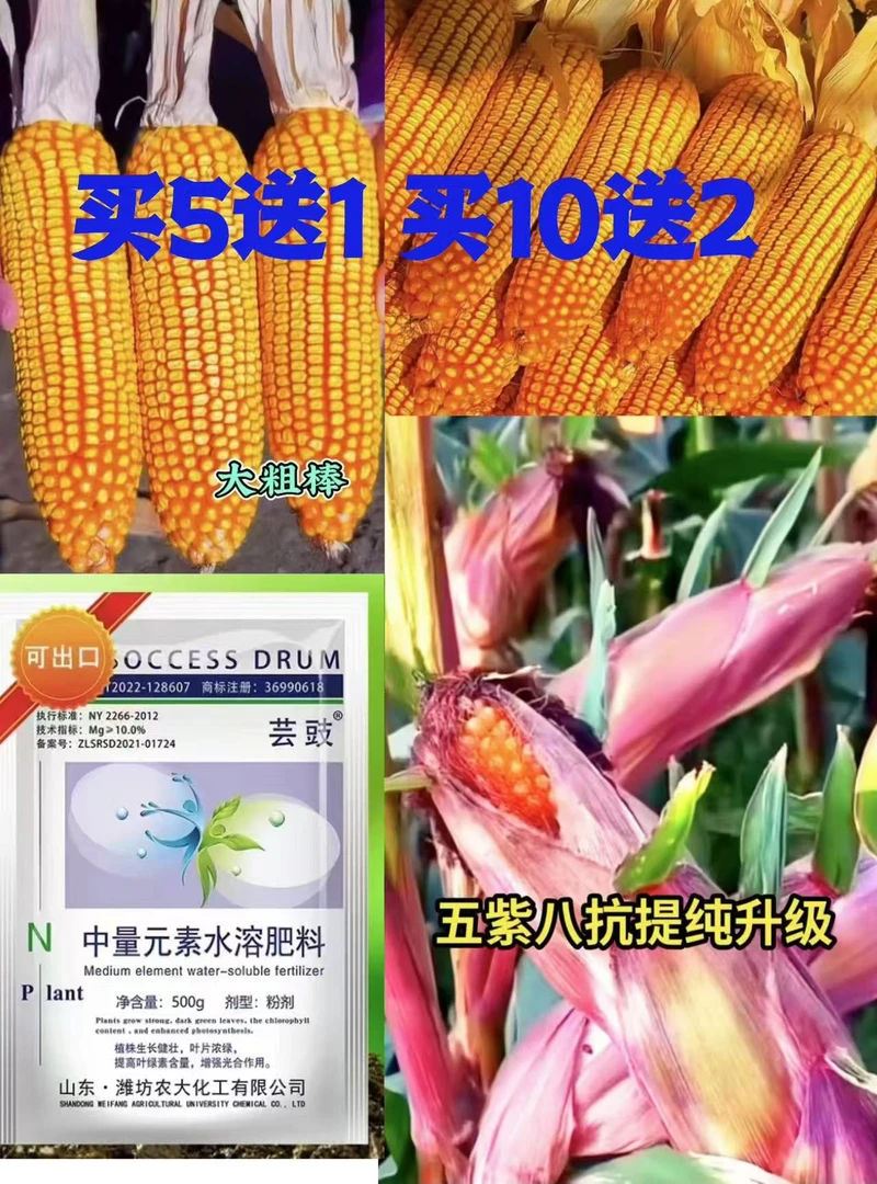 B铁杆玉之冠-芸鼓-买五袋赠送一袋-买十袋赠送两袋--------------