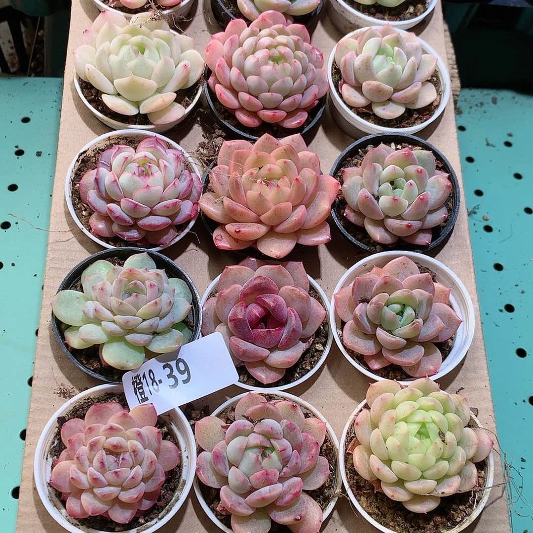 18-39一物一拍带盆18颗。