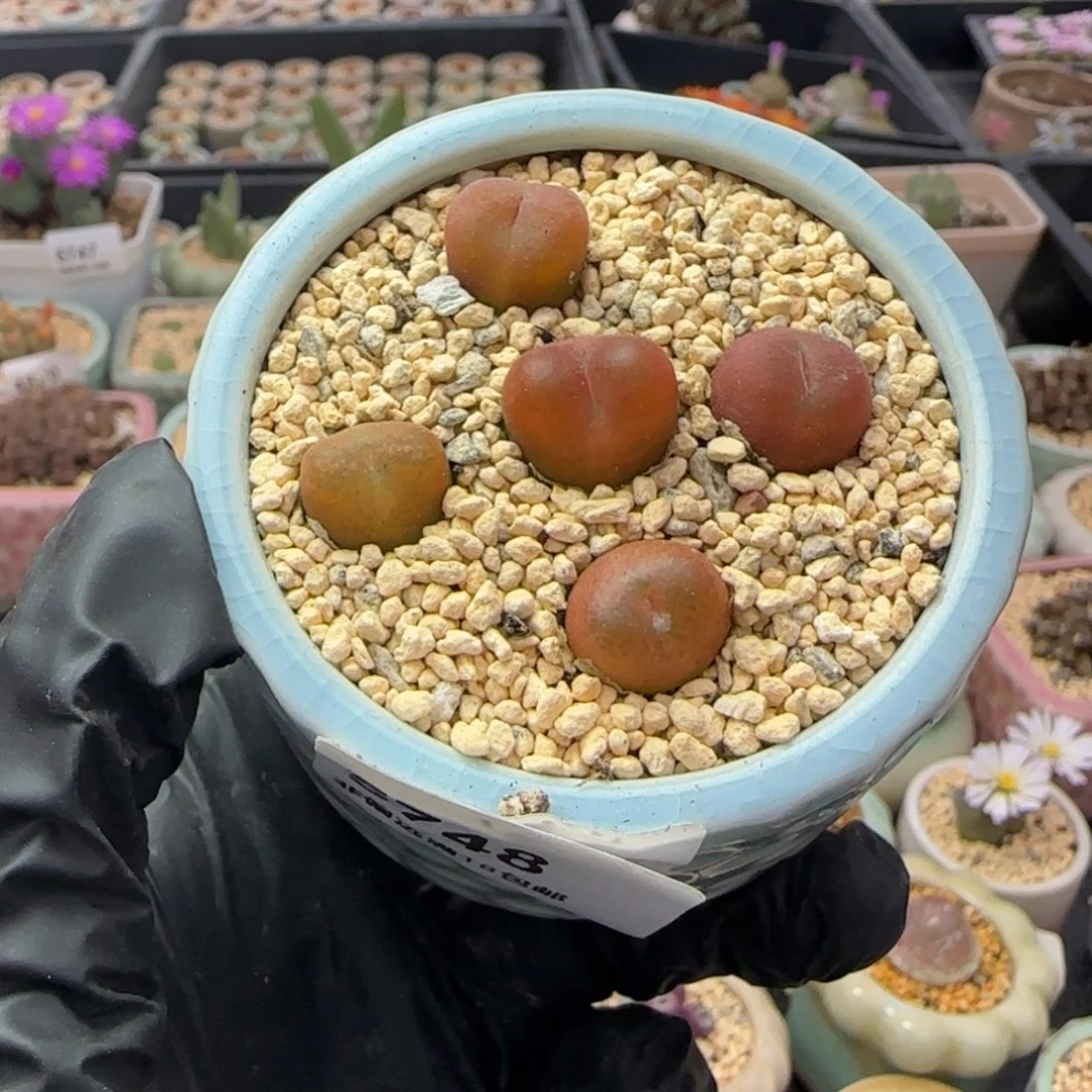 5748--一物一拍 带盆 水蜜桃