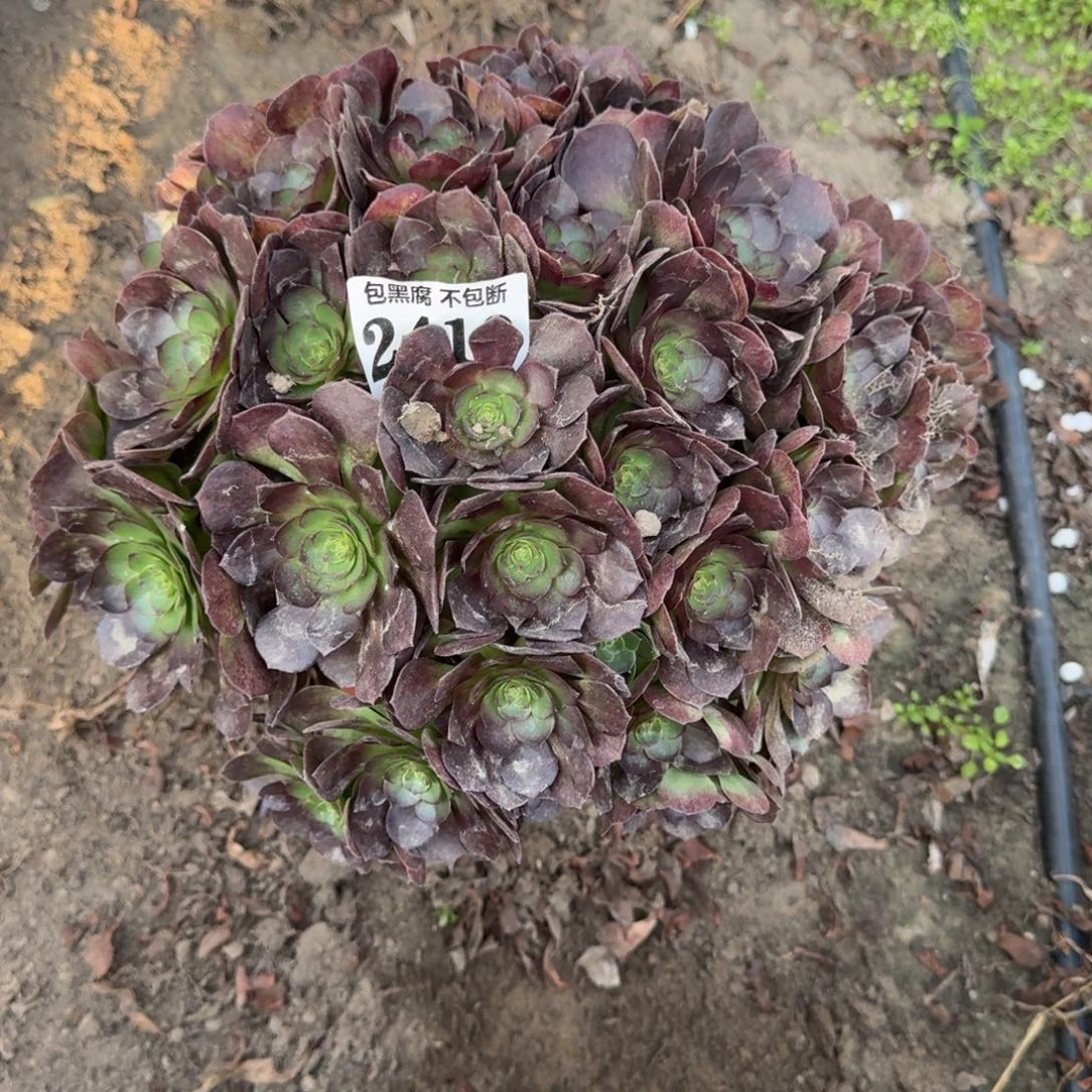 法师黑魔2410 18-7