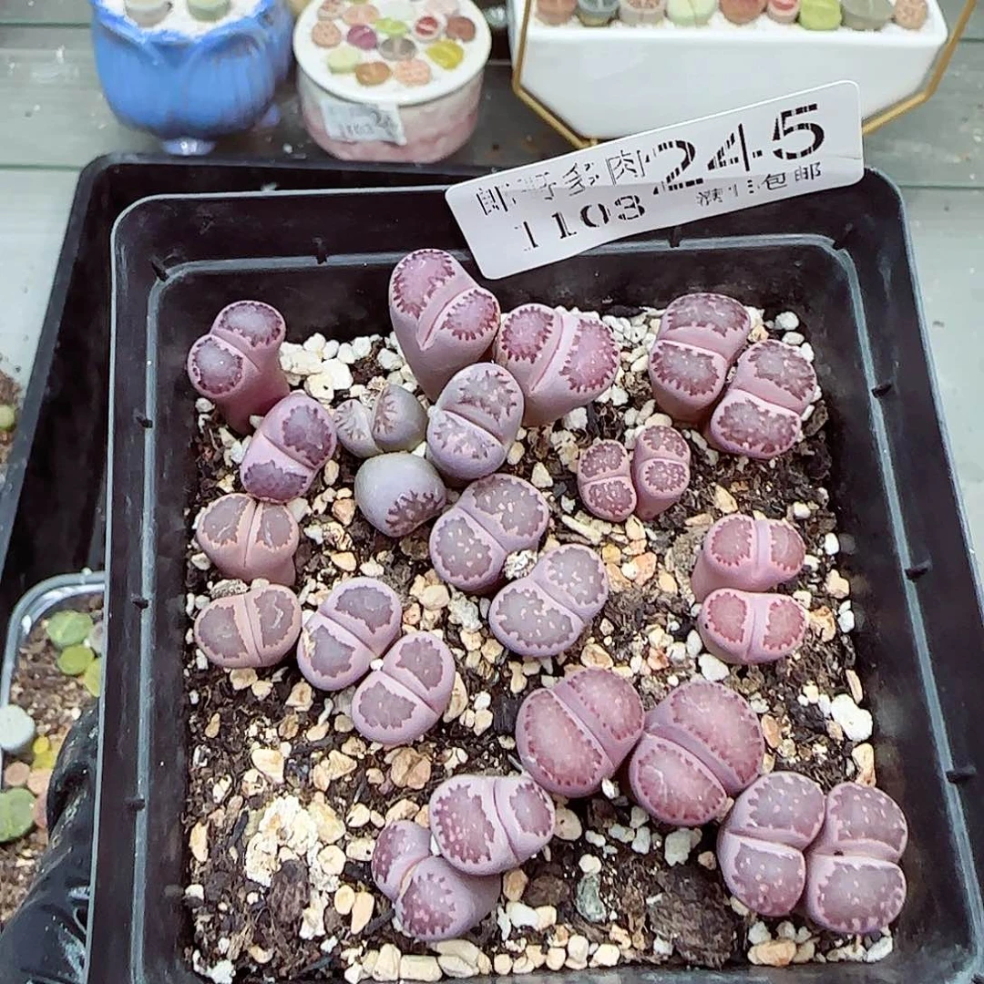 生石花满18包邮1103-245