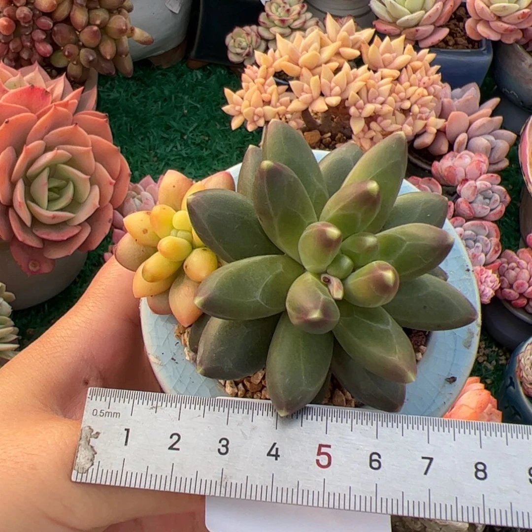 肉**?005 多肉植物组合盆栽
