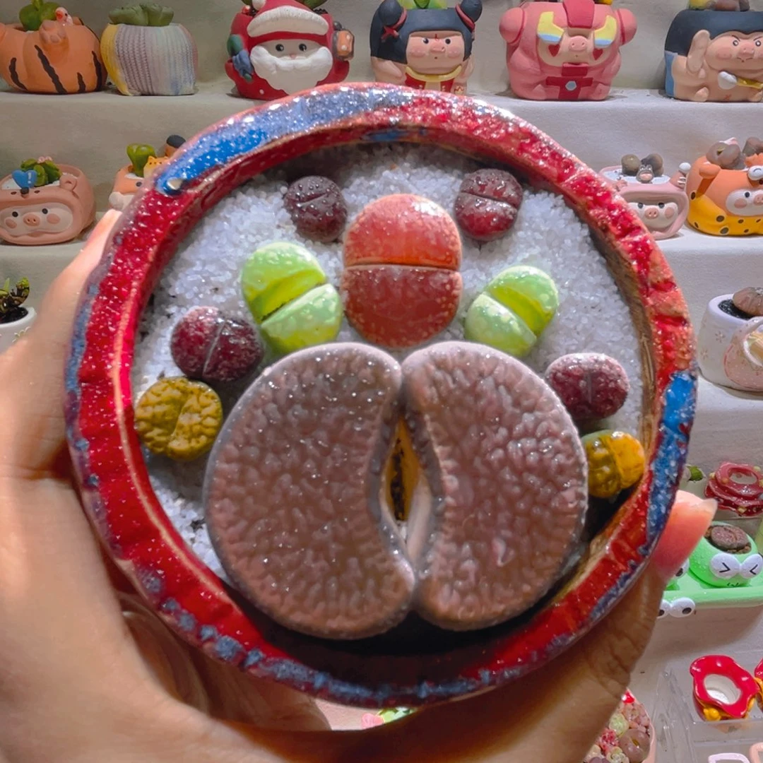 058富贵生石花5.2厘米带盆土一套45