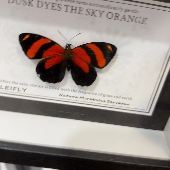 磨***精蝴蝶标本定制版170