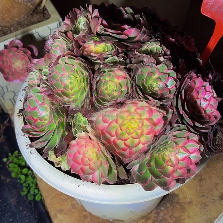 林***虎半糖1111111111111