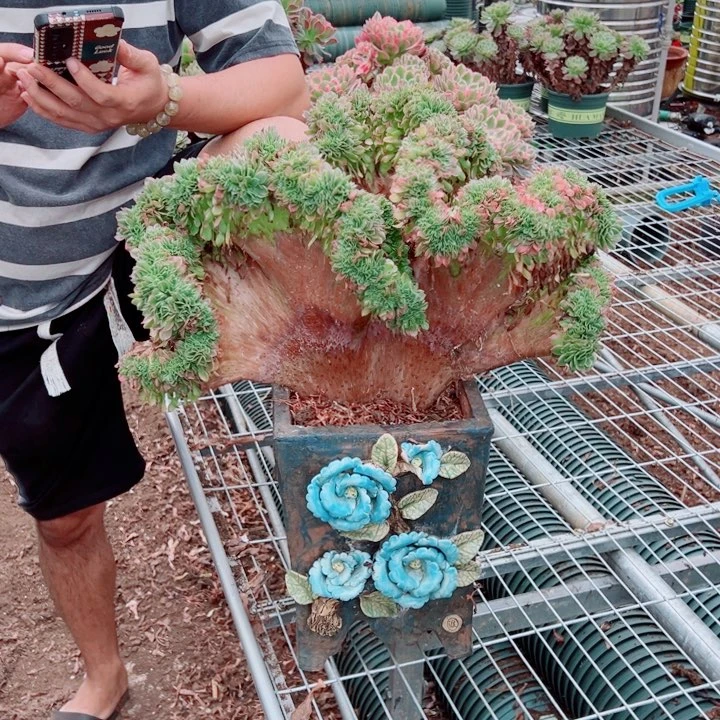 超大海王醉话顺丰到付多肉法师