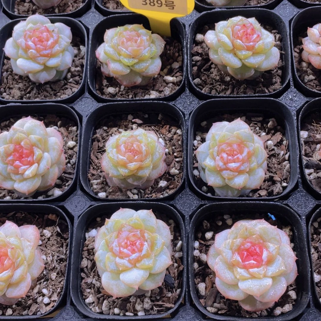 389号 精品糖心弗洛伊德单头两个