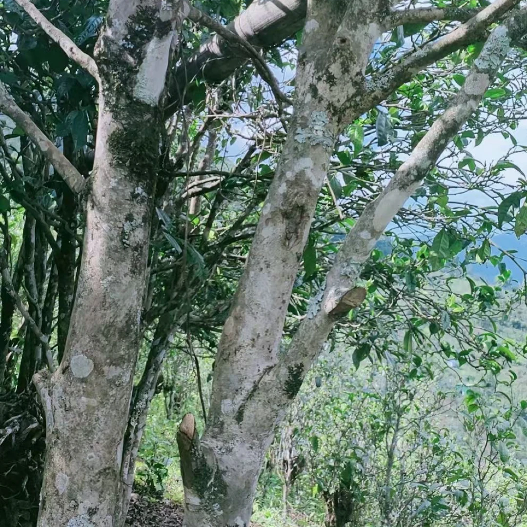 2025冰岛老寨秋茶100g